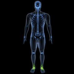 human skeleton femur,tibia,fibula,sacrum and spine,vertebrae anatomy. 3d illustration