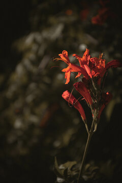 Flores vermelhas