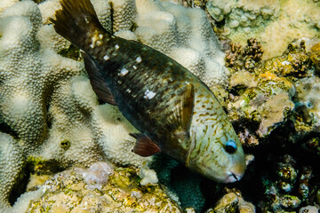 Obraz na płótnie Canvas parrotfish with wonderful blue eyelids swimming in the red sea