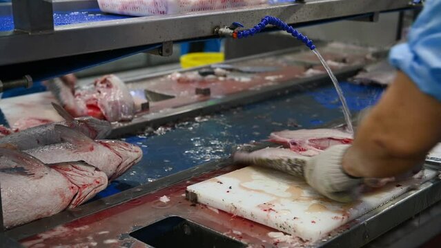 worker cutting raw fish and taking out the bones in a factory