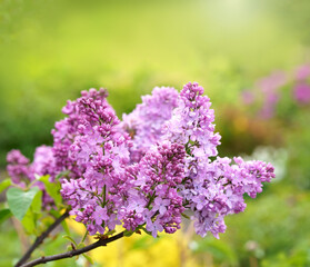 Obraz premium Floral background natural spring. Blossoming lilac flower bud. spring time color. Beautiful purple petal plant. Botanical flora Aesthetic mood Summer garden Pink liliac