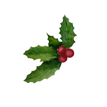 Isolated sprig of holly in watercolor.