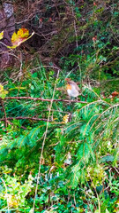 A gray and white bird with an orange breast sits on a tree branch