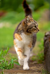 Naklejka na ściany i meble domestic cat walks in the garden. A tricolor cat walks in a greenhouse