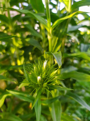 Young shoots of the flower in the garden