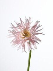 Naklejka premium Flowers,花、白、ホワイト