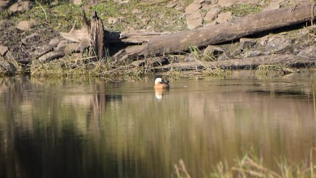 Ruddy Shelduck elegantly on the water in Pench national park 