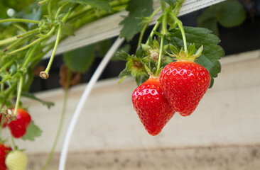 Strawberries grow on a high bed in a greenhouse. Concept farm, agronomist, health, dessert, season, harvest, vitamins, berry, business, plants, fertilizers, growing, planting, greenhouse,food,organic.