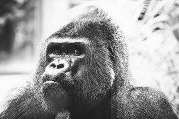 Portrait d'un impressionnant gorille des plaines de l'ouest - 663825776