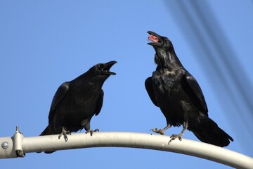 A pair of large Crows perched on a lamppost eating a piece of squirrel for breakfast on Eastern Aven