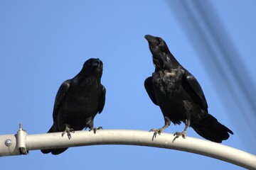 Image of a pair of large Crows perched together on a lamppost on Eastern Avenue, Toronto, Ontario.