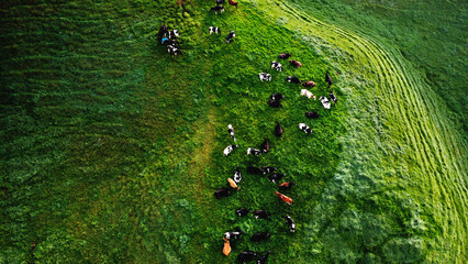 aerial view of dairy cows
