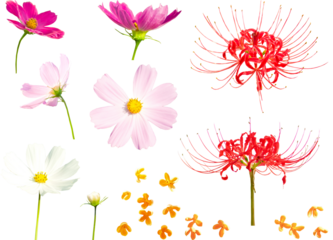切り抜き透過素材セットー秋の花
