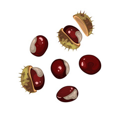 Vector realistic chestnuts on white background. Great nature element for your autumn, botanic, organic concepts and projects.