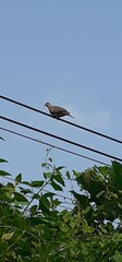 Indian Spotted Dove Bird Sitting on Rope