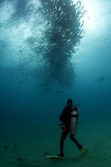 diver and fish school
