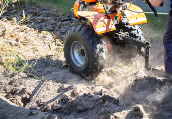 A summer resident plows a garden with potatoes with a walk-behind tractor in the fall during the harvest. Copy space for text