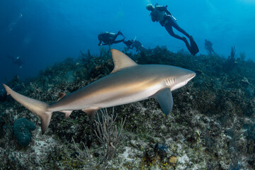 Fototapeta na wymiar sharks and divers