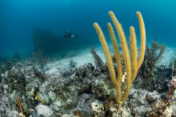 diver and wreck