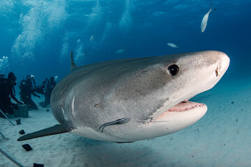 tiger shark closeup and divers