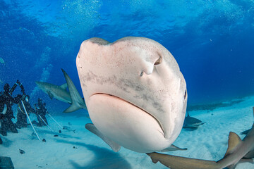 tiger shark closeup