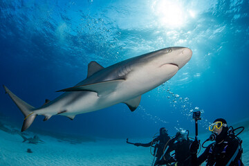 reef shark and divers