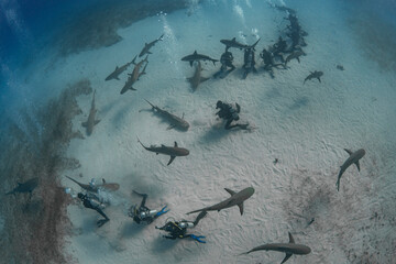 sharks and a diver