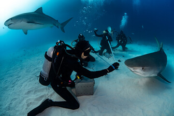 tiger shark and divers