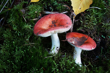 Mushrooms grow among moss and fallen leaves