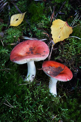 Mushrooms grow among moss and fallen leaves