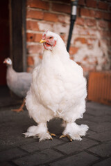 white chicken in the farm