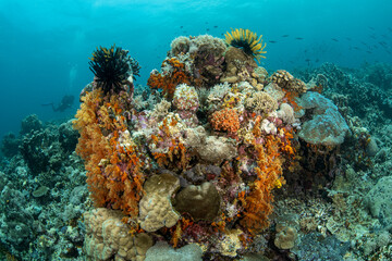 coral reef and diver