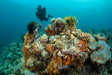 Fototapeta na wymiar diver and coral