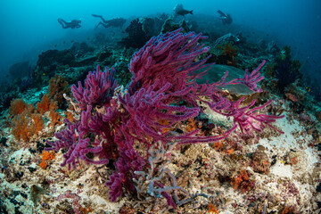 Fototapeta na wymiar purple coral and divers