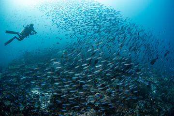 A diver surrounded by fish