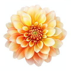 dahlia flower