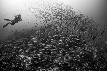 A diver with a school of fish