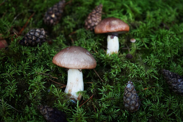 Mushrooms grow among moss and cones