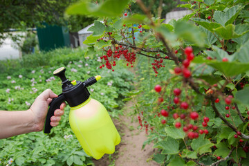 Spraying red currants from aphids and powdery mildew. Agriculture