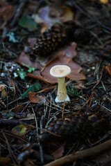 Mushroom on the ground among the leaves and cones