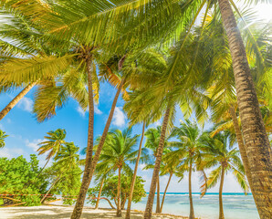 Fototapeta premium Coconut palm trees in Bois Jolan beach in Guadeloupe island