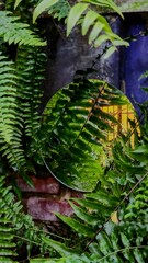 Lindo espelho refletindo plantas
