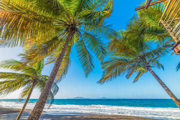 Palm trees and dark sand in Grande Anse beach in Guadeloupe