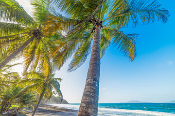 Palm trees in Grande Anse beach in Guadeloupe