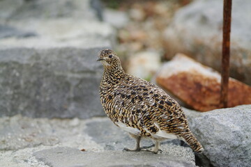 雷鳥と