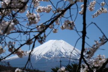 Fuji mountain with snow covered on mid-April 2023