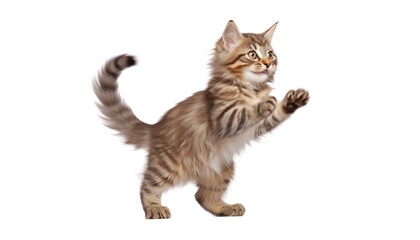 stand shorthair cat isolated on transparent background cutout