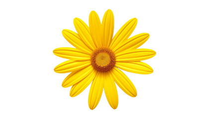 yellow daisy isolated on transparent background cutout
