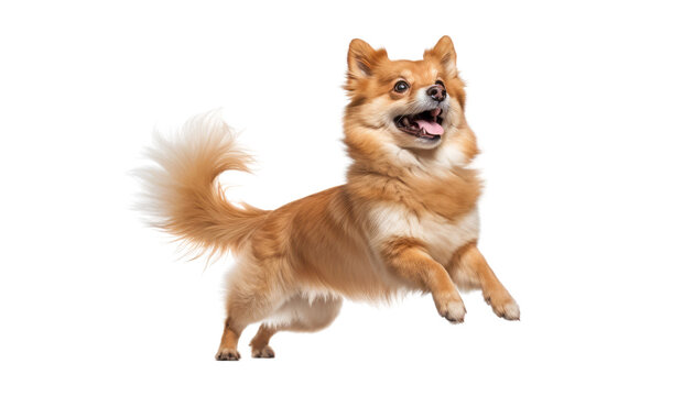 stand two leg dog isolated on transparent background cutout