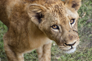 African lion (juvenile) - Panthera leo